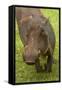 Warthog, Kruger National Park, South Africa-David Wall-Framed Stretched Canvas