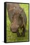 Warthog, Kruger National Park, South Africa-David Wall-Framed Stretched Canvas