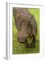 Warthog, Kruger National Park, South Africa-David Wall-Framed Photographic Print