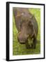 Warthog, Kruger National Park, South Africa-David Wall-Framed Photographic Print