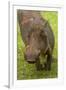 Warthog, Kruger National Park, South Africa-David Wall-Framed Photographic Print