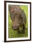 Warthog, Kruger National Park, South Africa-David Wall-Framed Photographic Print