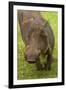 Warthog, Kruger National Park, South Africa-David Wall-Framed Photographic Print