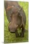 Warthog, Kruger National Park, South Africa-David Wall-Mounted Photographic Print