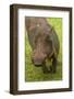 Warthog, Kruger National Park, South Africa-David Wall-Framed Photographic Print