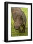 Warthog, Kruger National Park, South Africa-David Wall-Framed Photographic Print