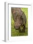 Warthog, Kruger National Park, South Africa-David Wall-Framed Photographic Print