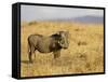 Warthog, Masai Mara National Reserve, Kenya, East Africa, Africa-James Hager-Framed Stretched Canvas