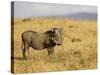 Warthog, Masai Mara National Reserve, Kenya, East Africa, Africa-James Hager-Stretched Canvas