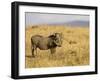 Warthog, Masai Mara National Reserve, Kenya, East Africa, Africa-James Hager-Framed Photographic Print