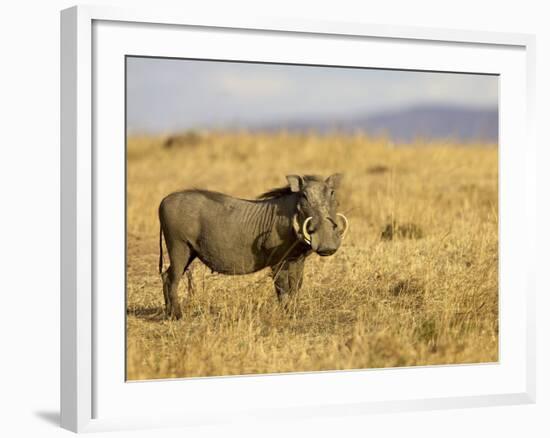 Warthog, Masai Mara National Reserve, Kenya, East Africa, Africa-James Hager-Framed Photographic Print