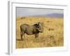 Warthog, Masai Mara National Reserve, Kenya, East Africa, Africa-James Hager-Framed Photographic Print
