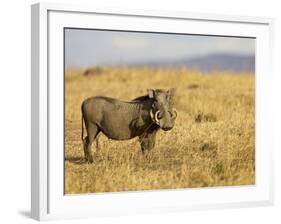 Warthog, Masai Mara National Reserve, Kenya, East Africa, Africa-James Hager-Framed Photographic Print