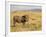 Warthog, Masai Mara National Reserve, Kenya, East Africa, Africa-James Hager-Framed Photographic Print