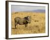 Warthog, Masai Mara National Reserve, Kenya, East Africa, Africa-James Hager-Framed Photographic Print