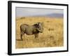 Warthog, Masai Mara National Reserve, Kenya, East Africa, Africa-James Hager-Framed Photographic Print