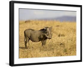 Warthog, Masai Mara National Reserve, Kenya, East Africa, Africa-James Hager-Framed Photographic Print