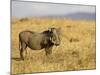 Warthog, Masai Mara National Reserve, Kenya, East Africa, Africa-James Hager-Mounted Photographic Print