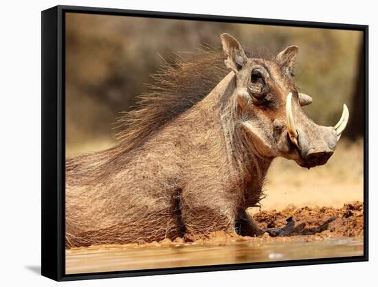 Warthog, Mount Etjo Namibia, 2018-Eric Meyer-Framed Stretched Canvas