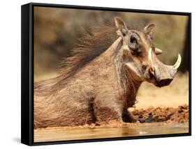 Warthog, Mount Etjo Namibia, 2018-Eric Meyer-Framed Stretched Canvas