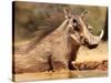 Warthog, Mount Etjo Namibia, 2018-Eric Meyer-Stretched Canvas