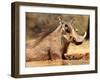 Warthog, Mount Etjo Namibia, 2018-Eric Meyer-Framed Photographic Print