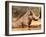 Warthog, Mount Etjo Namibia, 2018-Eric Meyer-Framed Photographic Print