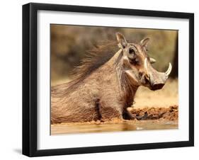 Warthog, Mount Etjo Namibia, 2018-Eric Meyer-Framed Photographic Print
