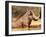 Warthog, Mount Etjo Namibia, 2018-Eric Meyer-Framed Photographic Print