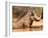 Warthog, Mount Etjo Namibia, 2018-Eric Meyer-Framed Photographic Print