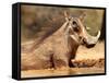 Warthog, Mount Etjo Namibia, 2018-Eric Meyer-Framed Stretched Canvas