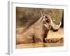 Warthog, Mount Etjo Namibia, 2018-Eric Meyer-Framed Photographic Print