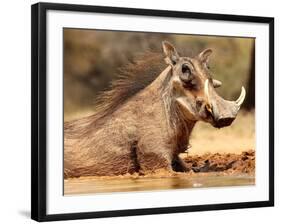 Warthog, Mount Etjo Namibia, 2018-Eric Meyer-Framed Photographic Print