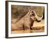 Warthog, Mount Etjo Namibia, 2018-Eric Meyer-Framed Photographic Print