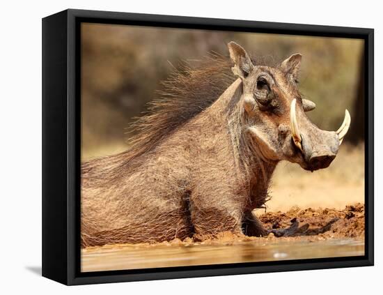 Warthog, Mount Etjo Namibia, 2018-Eric Meyer-Framed Stretched Canvas