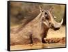 Warthog, Mount Etjo Namibia, 2018-Eric Meyer-Framed Stretched Canvas