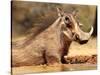 Warthog, Mount Etjo Namibia, 2018-Eric Meyer-Stretched Canvas