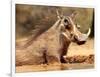 Warthog, Mount Etjo Namibia, 2018-Eric Meyer-Framed Photographic Print