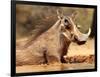 Warthog, Mount Etjo Namibia, 2018-Eric Meyer-Framed Photographic Print