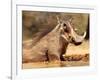 Warthog, Mount Etjo Namibia, 2018-Eric Meyer-Framed Photographic Print