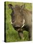 Warthog, Ngorongoro Crater, Serengeti National Park, Tanzania-Joe & Mary Ann McDonald-Stretched Canvas