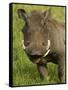 Warthog, Ngorongoro Crater, Serengeti National Park, Tanzania-Joe & Mary Ann McDonald-Framed Stretched Canvas