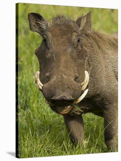 Warthog, Ngorongoro Crater, Serengeti National Park, Tanzania-Joe & Mary Ann McDonald-Stretched Canvas