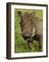 Warthog, Ngorongoro Crater, Serengeti National Park, Tanzania-Joe & Mary Ann McDonald-Framed Photographic Print