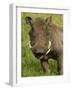 Warthog, Ngorongoro Crater, Serengeti National Park, Tanzania-Joe & Mary Ann McDonald-Framed Photographic Print