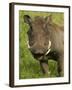 Warthog, Ngorongoro Crater, Serengeti National Park, Tanzania-Joe & Mary Ann McDonald-Framed Photographic Print