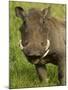 Warthog, Ngorongoro Crater, Serengeti National Park, Tanzania-Joe & Mary Ann McDonald-Mounted Photographic Print