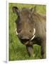 Warthog, Ngorongoro Crater, Serengeti National Park, Tanzania-Joe & Mary Ann McDonald-Framed Photographic Print