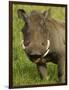 Warthog, Ngorongoro Crater, Serengeti National Park, Tanzania-Joe & Mary Ann McDonald-Framed Photographic Print