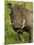 Warthog, Ngorongoro Crater, Serengeti National Park, Tanzania-Joe & Mary Ann McDonald-Mounted Photographic Print